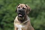 BOERBULL 040